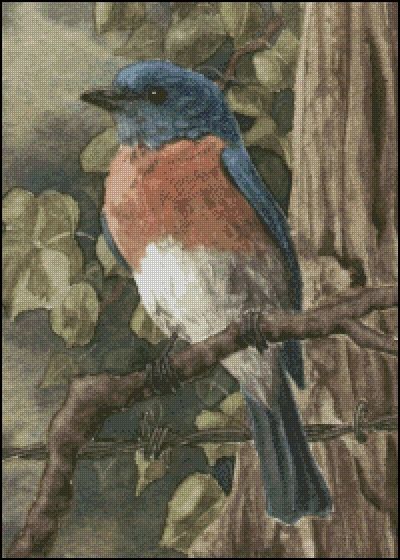 (image for) Bluebird - MW